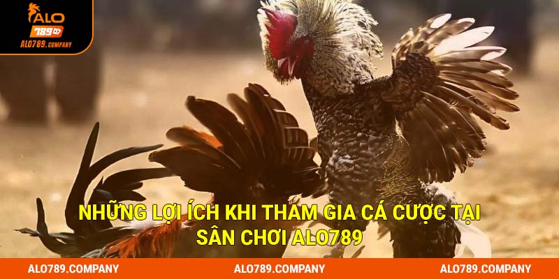 Những lợi ích khi tham gia cá cược tại sân chơi Alo789